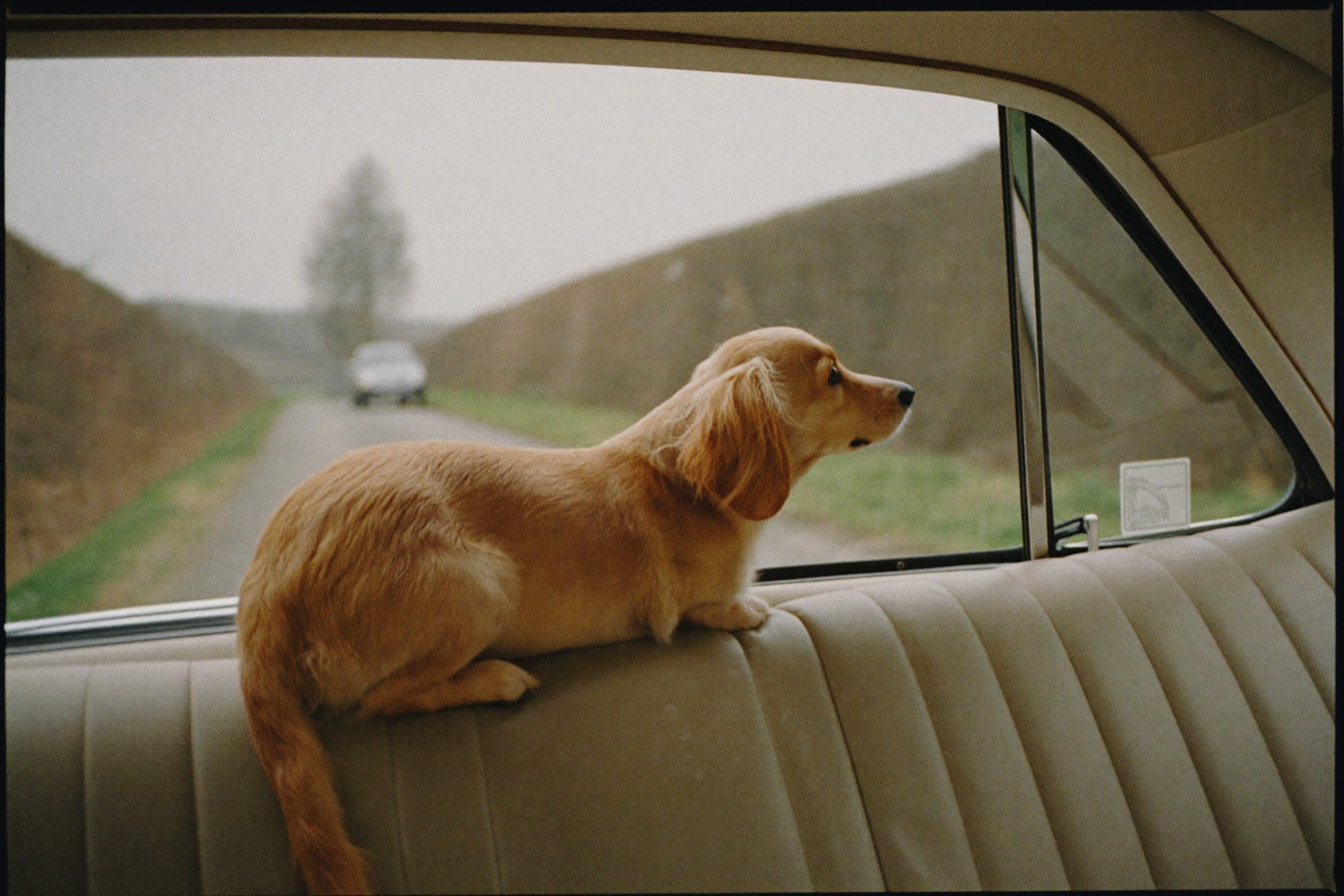 Un chien regarde la route par la vitre arrière d'une voiture