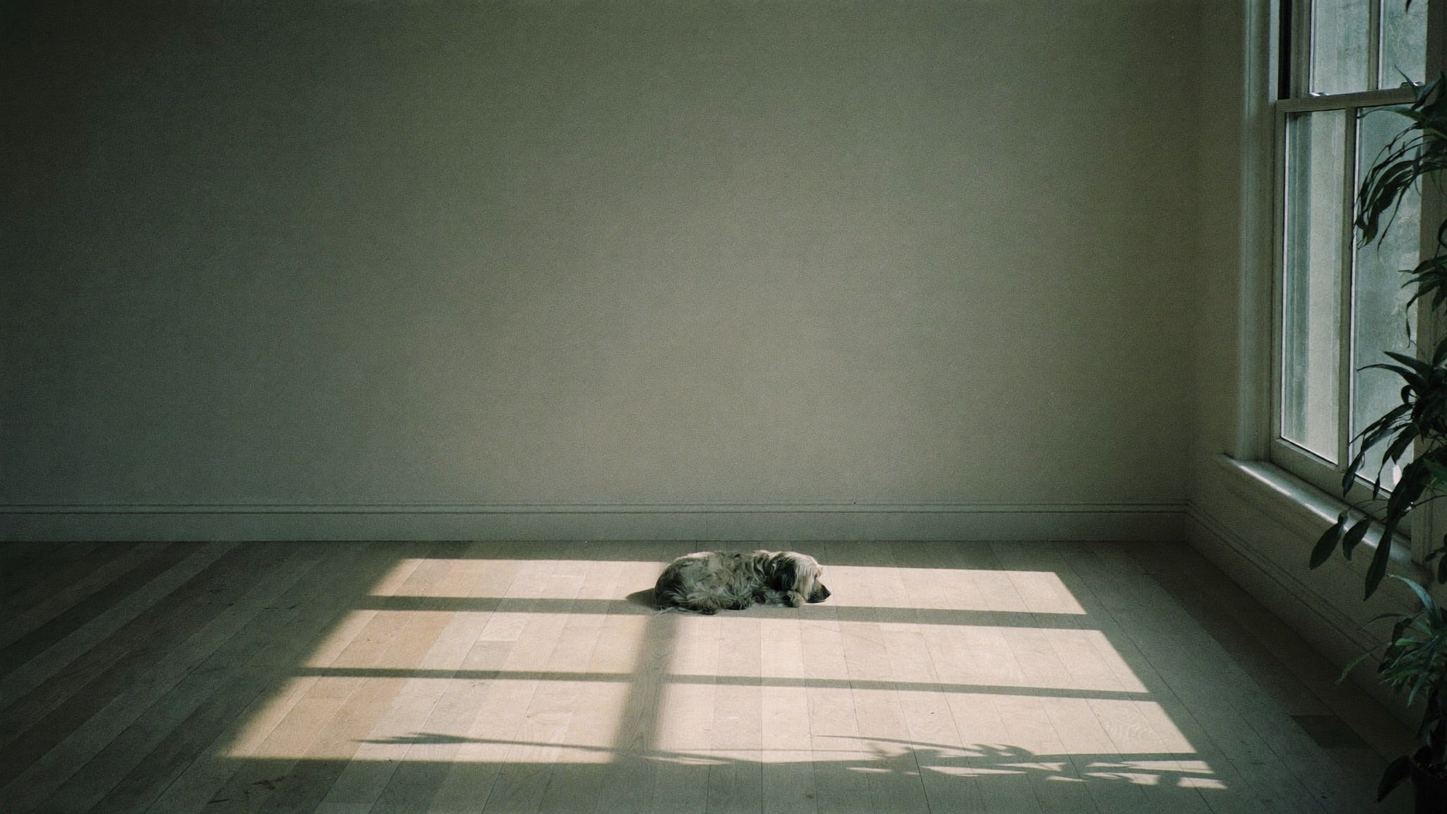 Un petit chien couché dans un rectangle de soleil sur un parquet nu