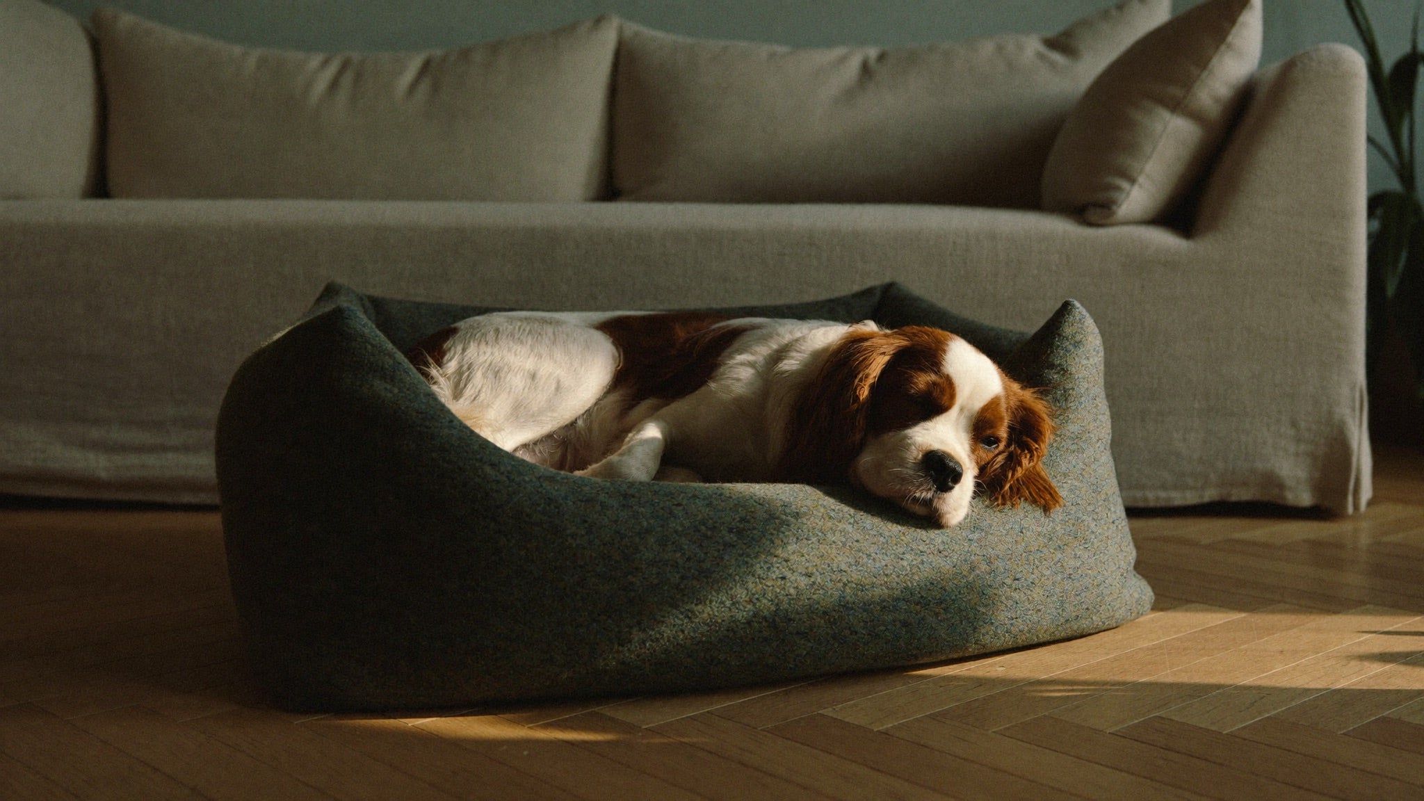 Un cavalier king charles endormi dans son panier, au soleil de fin d'après-midi