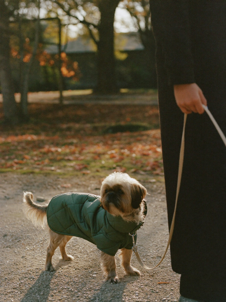 Un petit chien en manteau matelassé vert sur un chemin d'automne